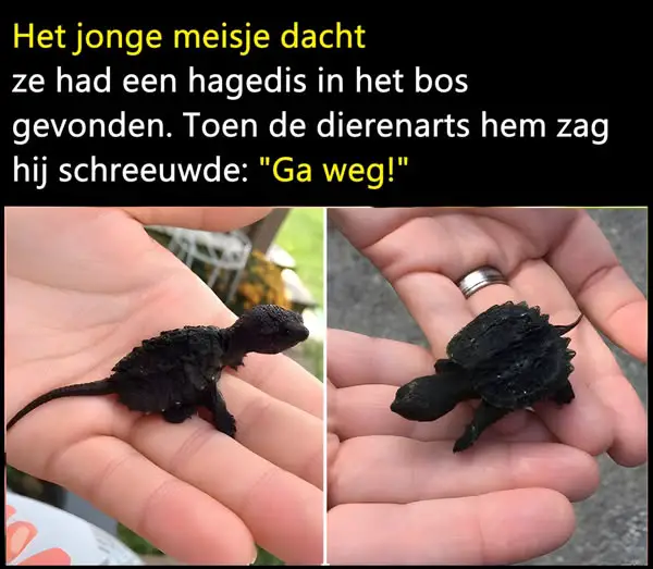 Meisje dacht dat ze een hagedis had gevonden – toen de dierenarts het zag, kon hij zijn ogen niet geloven