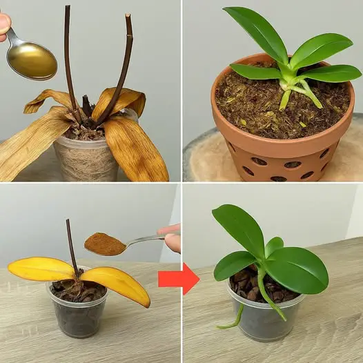 Strooi 1 lepel op dode orchideeënwortels! Plotseling weer tot leven gewekt en het hele jaar door bloeiend.